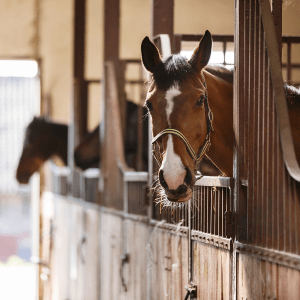 steel buildings horses