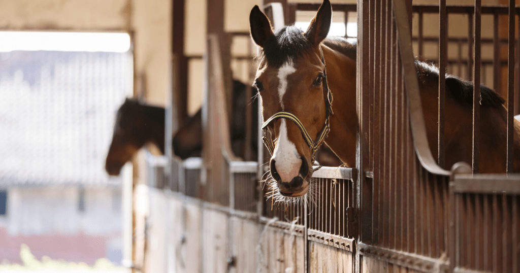 equestrian steel buildings